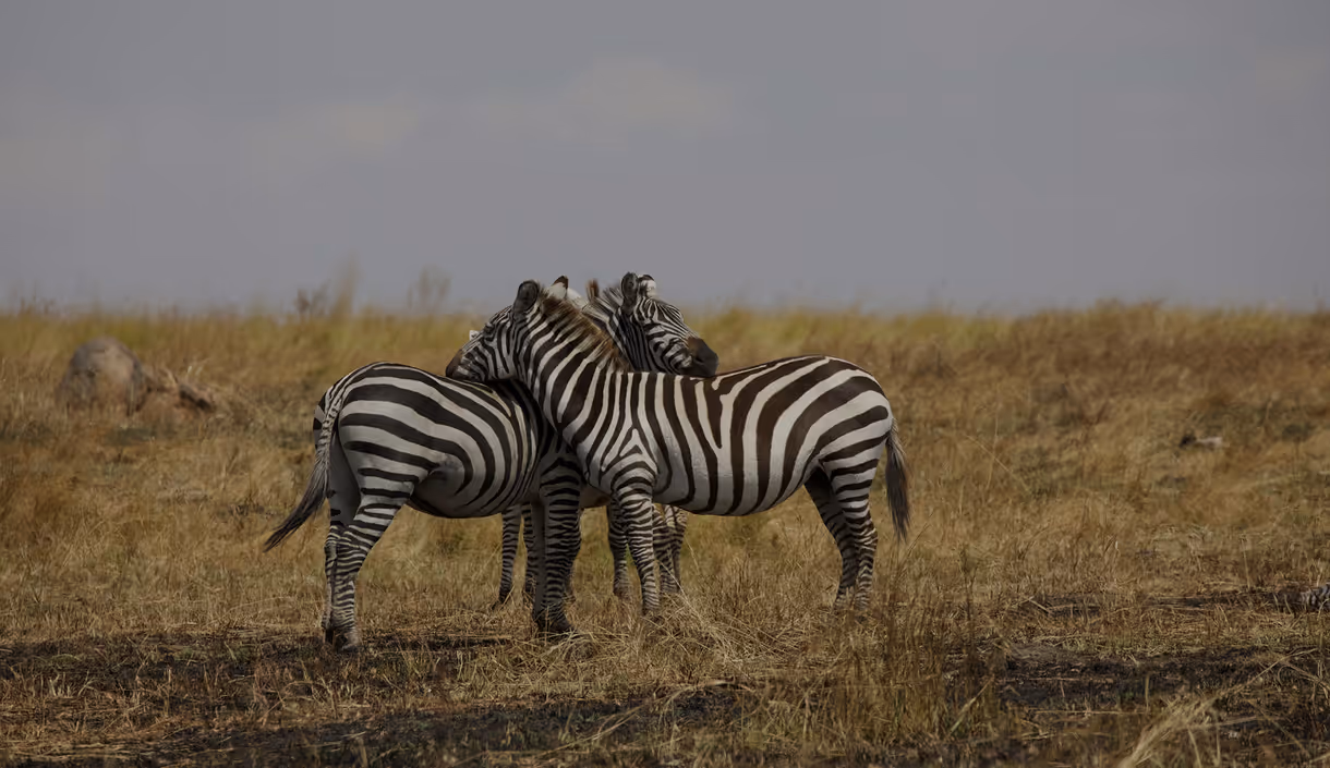 Zebras in the Tanzanian savanna